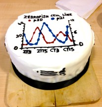 VIVA celebration chocolate cake