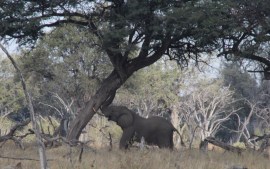 Elephant shaking an Acacia tree