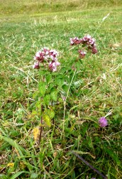 Wild Marjoram