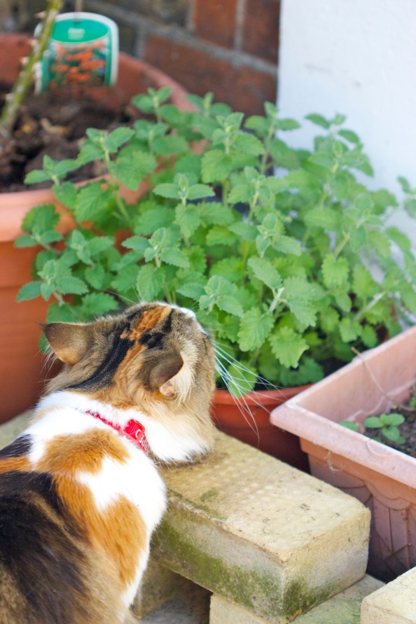 Vegas and her catmint