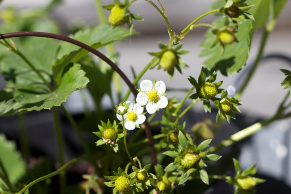 Strawberry plant