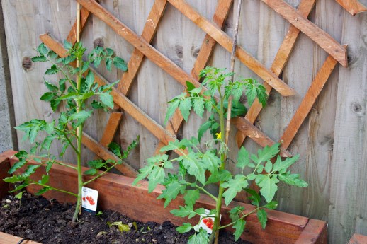 Tomato plants